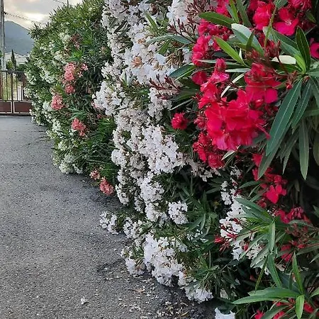 Appartamento Le Jardin De Domi Ventiseri Esterno foto