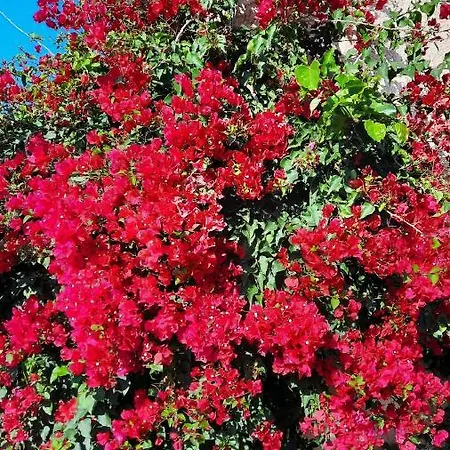Appartamento Le Jardin De Domi Ventiseri Esterno foto